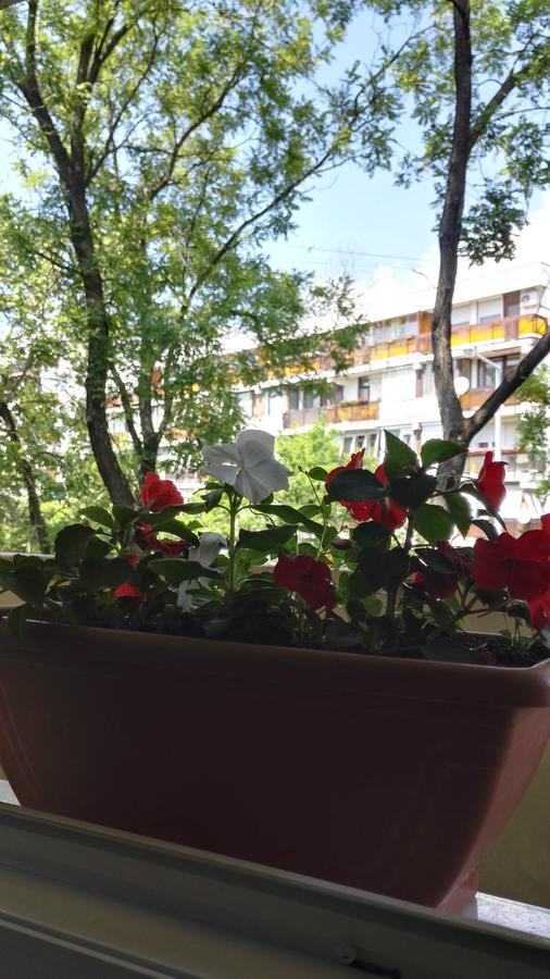 Csipke Apartman Makó Zewnętrze zdjęcie